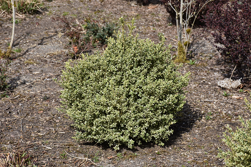 Wedding Ring Boxwood (Buxus microphylla 'Eseles') at Bedner's Farm & Greenhouse