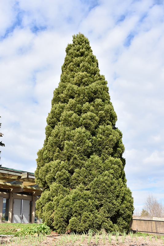 Japanese Cedar (Cryptomeria japonica) at Bedner's Farm & Greenhouse