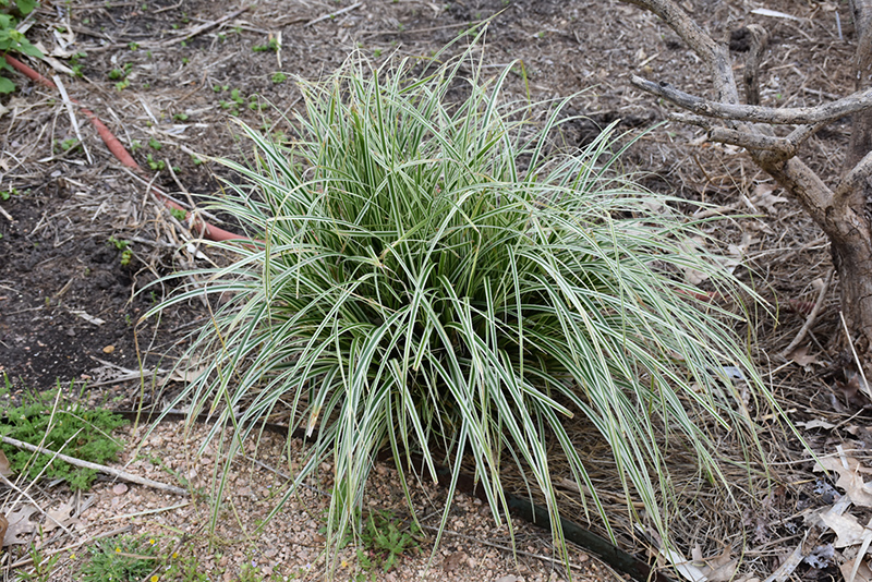 Feather Falls Sedge (Carex oshimensis 'Feather Falls') at Bedner's Farm & Greenhouse