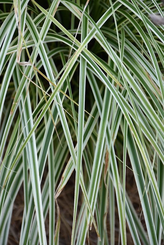 Feather Falls Sedge (Carex oshimensis 'Feather Falls') at Bedner's Farm & Greenhouse
