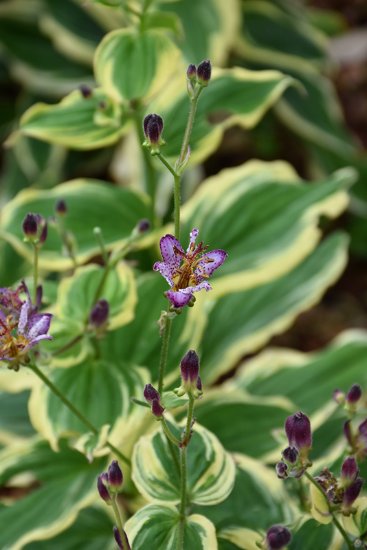 Samurai Toad Lily (Tricyrtis formosana 'Samurai') at Bedner's Farm & Greenhouse