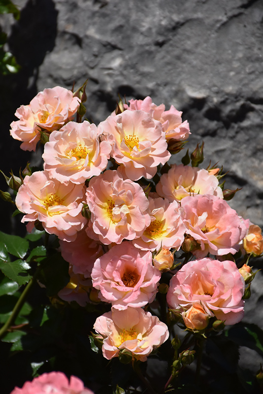 Peach Drift Rose (Rosa 'Meiggili') at Bedner's Farm & Greenhouse