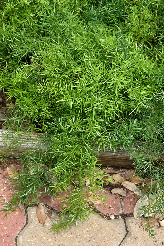 Sprengeri Asparagus Fern (Asparagus densiflorus 'Sprengeri') at Bedner's Farm & Greenhouse