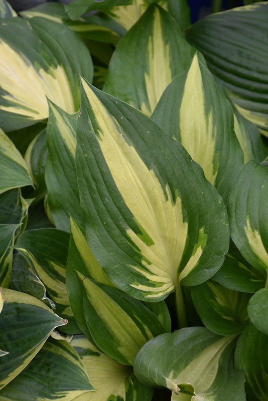Christmas Candy Hosta (Hosta 'Christmas Candy') at Bedner's Farm & Greenhouse