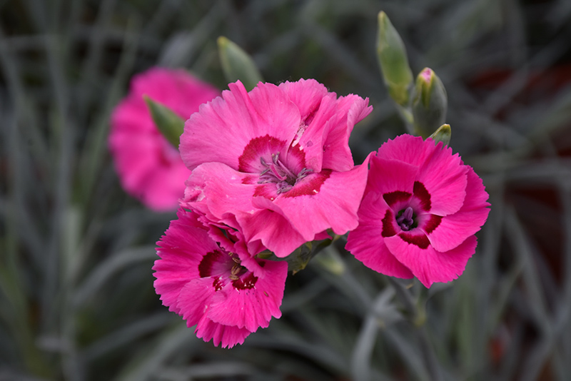 American Pie Bumbleberry Pie Pinks (Dianthus 'Wp15 Pie54') at Bedner's Farm & Greenhouse