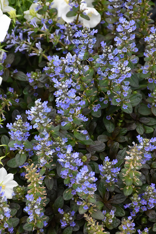 Chocolate Chip Bugleweed (Ajuga reptans 'Chocolate Chip') at Bedner's Farm & Greenhouse