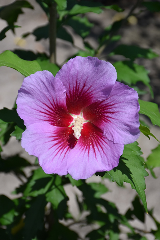Purple Pillar Rose of Sharon (Hibiscus syriacus 'Purple Pillar') at Bedner's Farm & Greenhouse
