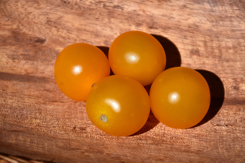 Sungold Tomato (Solanum lycopersicum 'Sungold') at Bedner's Farm & Greenhouse