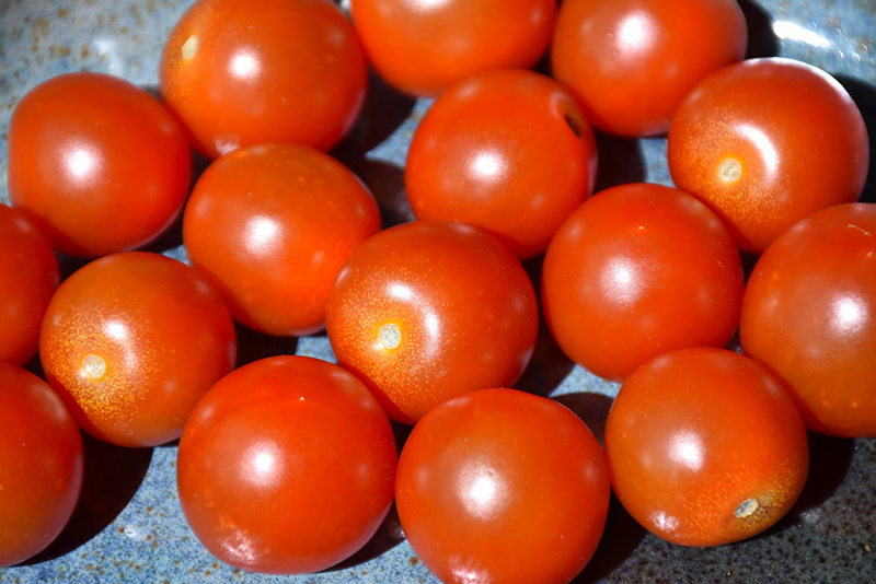 Sweet 100 Tomato (Solanum lycopersicum 'Sweet 100') at Bedner's Farm & Greenhouse