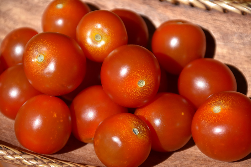 Sweet Million Tomato (Solanum lycopersicum 'Sweet Million') at Bedner's Farm & Greenhouse