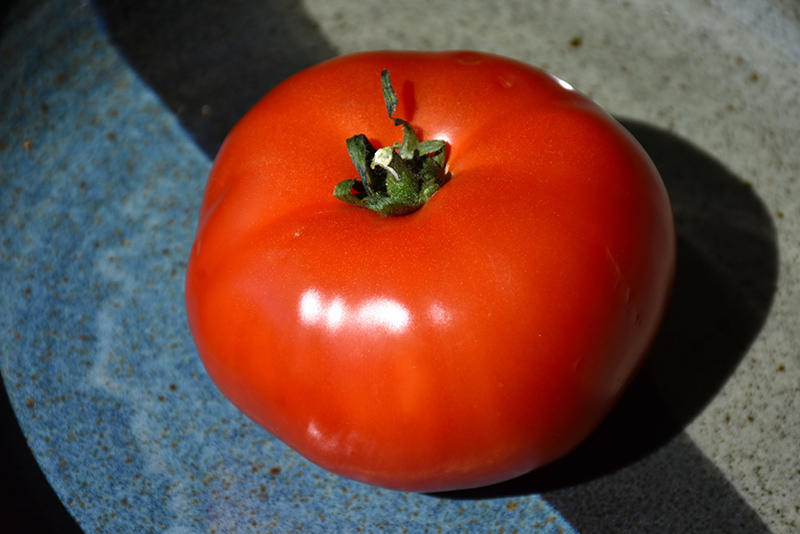 Bush Early Girl Tomato (Solanum lycopersicum 'Bush Early Girl') at Bedner's Farm & Greenhouse