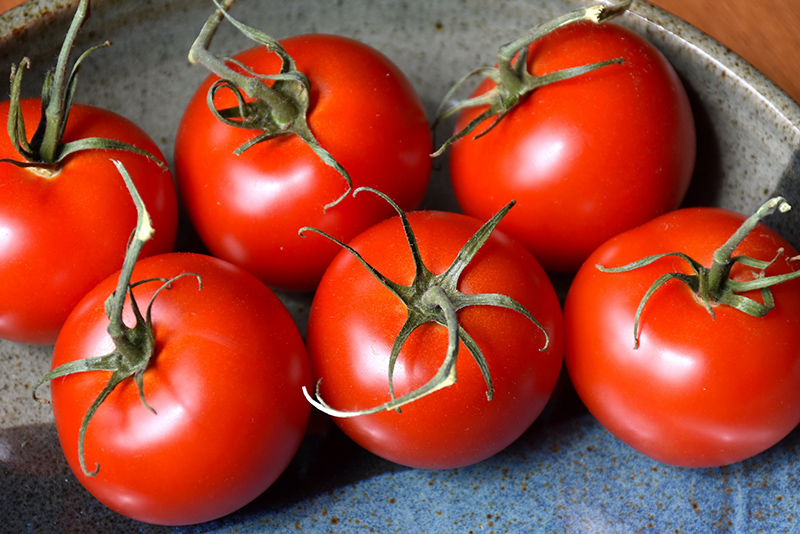 Patio Tomato (Solanum lycopersicum 'Patio') at Bedner's Farm & Greenhouse