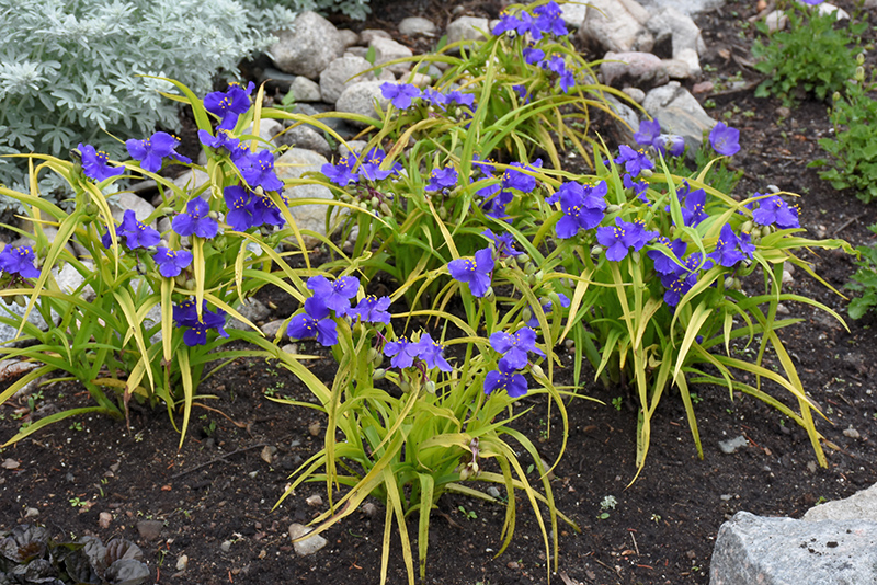 Sweet Kate Spiderwort (Tradescantia x andersoniana 'Sweet Kate') at Bedner's Farm & Greenhouse