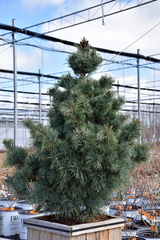 Bergman Japanese White Pine (Pinus parviflora 'Bergmani') at Bedner's Farm & Greenhouse