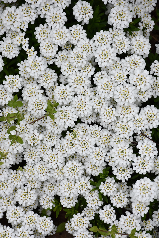 Snowflake Candytuft (Iberis sempervirens 'Snowflake') at Bedner's Farm & Greenhouse