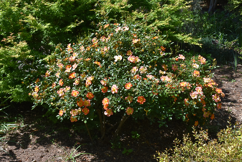 Oso Easy Paprika Rose (Rosa 'ChewMayTime') at Bedner's Farm & Greenhouse