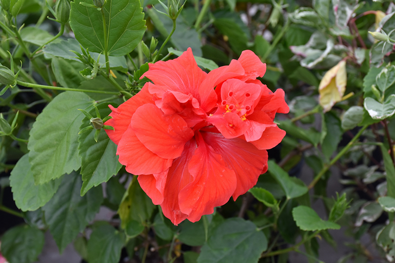 Red hibiscus deals