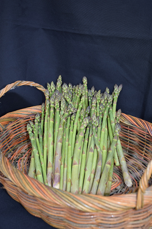 Jersey Knight Asparagus (Asparagus 'Jersey Knight') at Bedner's Farm & Greenhouse