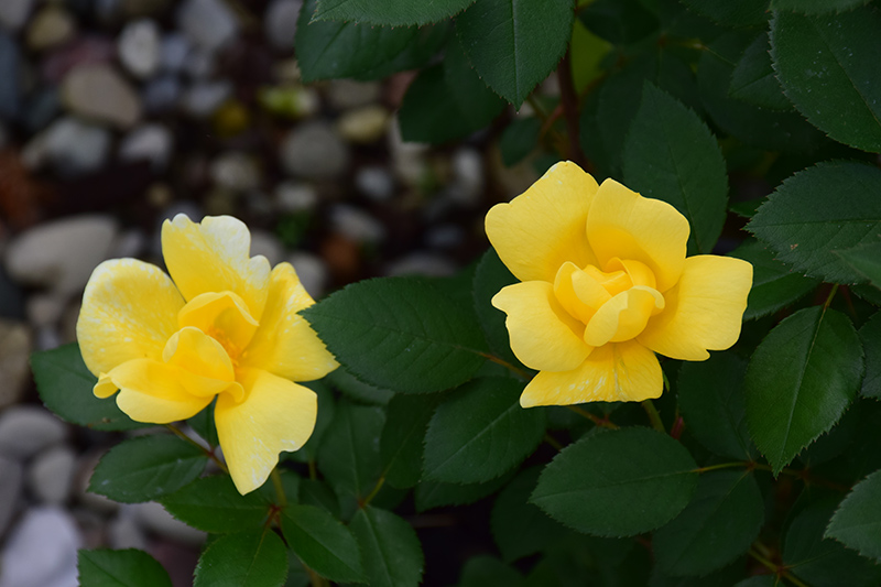 Sunny Knock Out Rose (Rosa 'Radsunny') at Bedner's Farm & Greenhouse