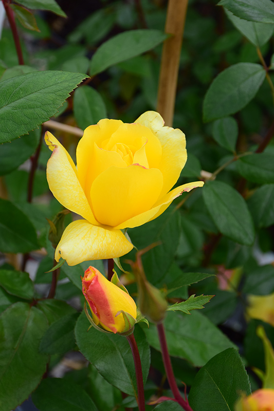 Golden Showers Rose (Rosa 'Golden Showers') at Bedner's Farm & Greenhouse
