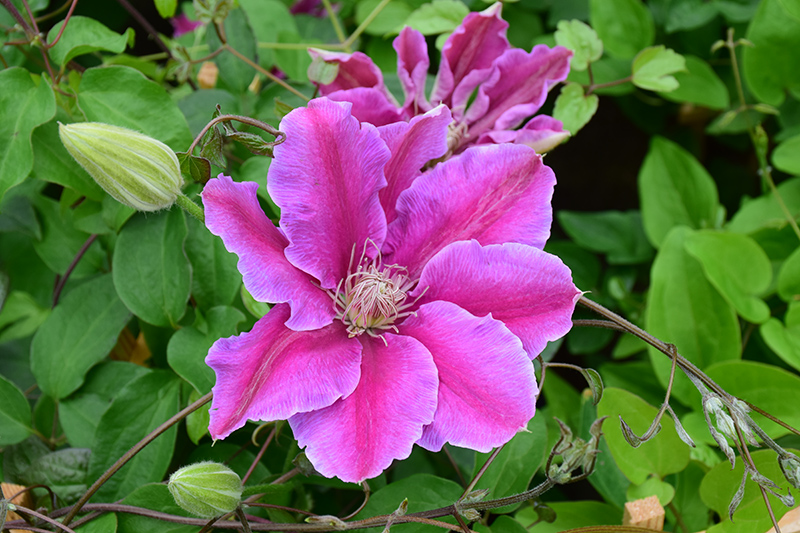 Dr. Ruppel Clematis (Clematis 'Dr. Ruppel') at Bedner's Farm & Greenhouse