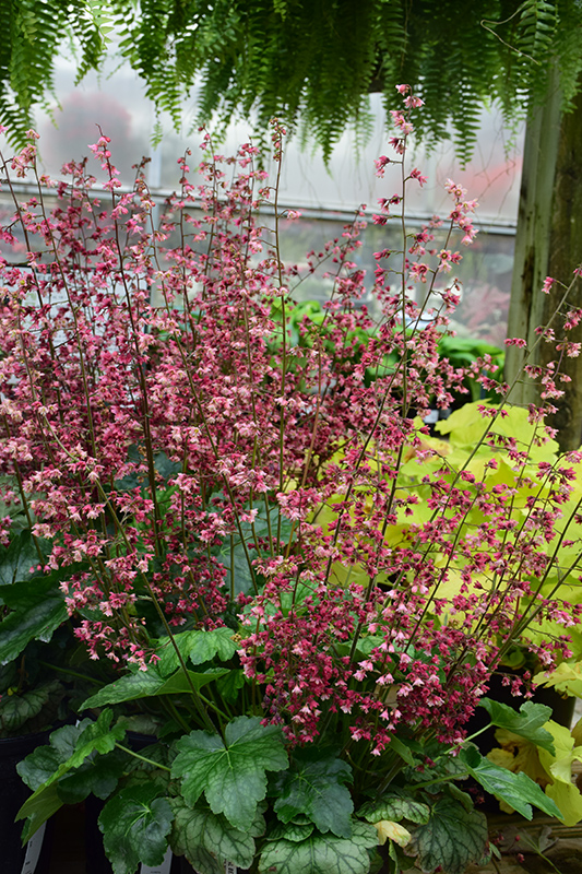 Berry Timeless Coral Bells (Heuchera 'Berry Timeless') at Bedner's Farm & Greenhouse