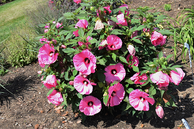 Summerific Candy Crush Hibiscus (Hibiscus 'Candy Crush') at Bedner's Farm & Greenhouse