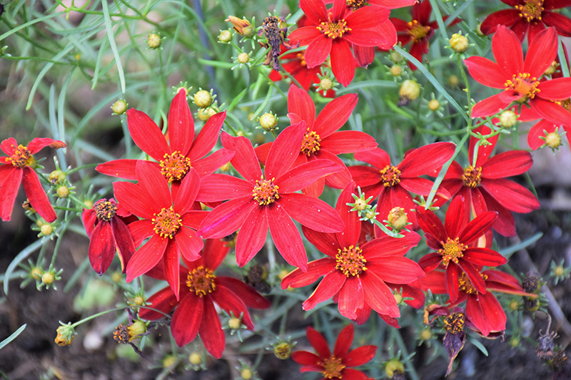 Sizzle And Spice Hot Paprika Tickseed (Coreopsis verticillata 'Hot Paprika') at Bedner's Farm & Greenhouse