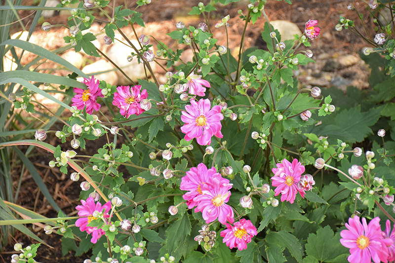 Fall In Love Sweetly Anemone (Anemone 'Fall In Love Sweetly') at Bedner's Farm & Greenhouse