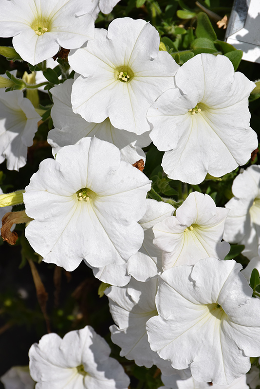 Easy Wave White Petunia (Petunia 'Easy Wave White') at Bedner's Farm & Greenhouse