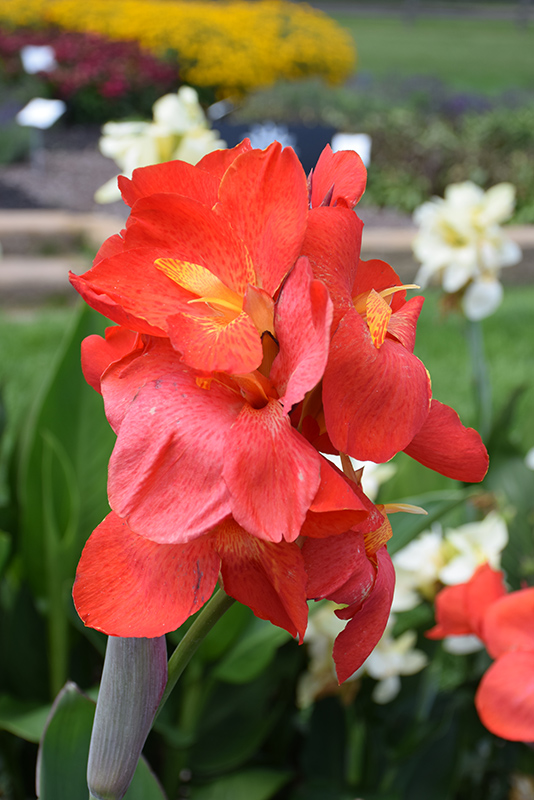 South Pacific Scarlet Canna (Canna 'South Pacific Scarlet') at Bedner's Farm & Greenhouse