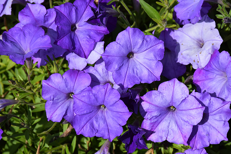 Easy Wave Lavender Sky Blue Petunia (Petunia 'Easy Wave Lavender Sky Blue') at Bedner's Farm & Greenhouse