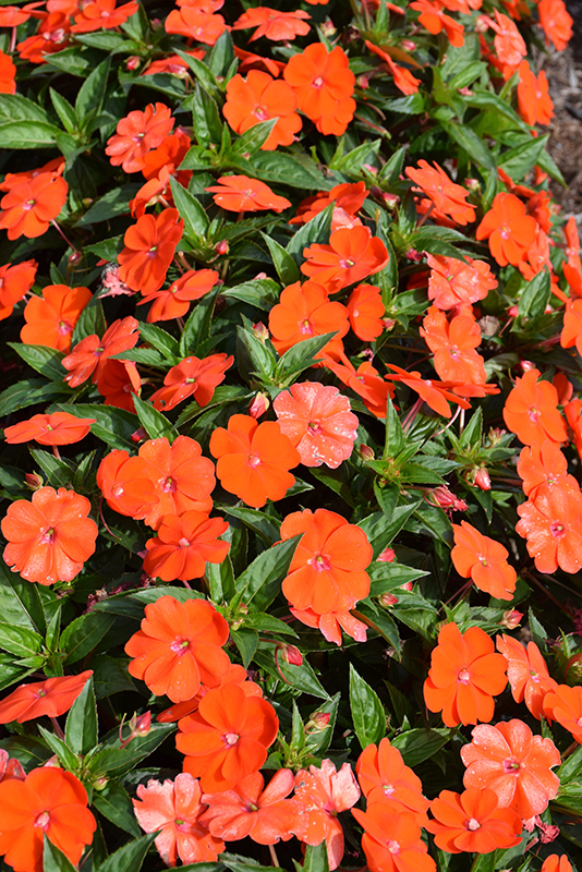 SunPatiens Vigorous Orange New Guinea Impatiens (Impatiens 'SunPatiens Vigorous Orange') at Bedner's Farm & Greenhouse