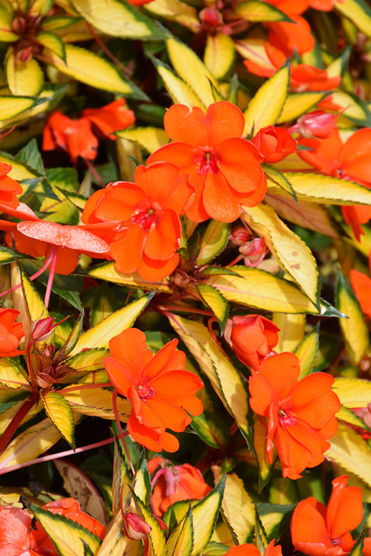 SunPatiens Vigorous Tropical Orange New Guinea Impatiens (Impatiens 'SAKIMP055') at Bedner's Farm & Greenhouse