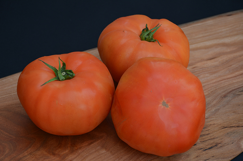 Classic Beefsteak Tomato (Solanum lycopersicum 'Beefsteak') at Bedner's Farm & Greenhouse