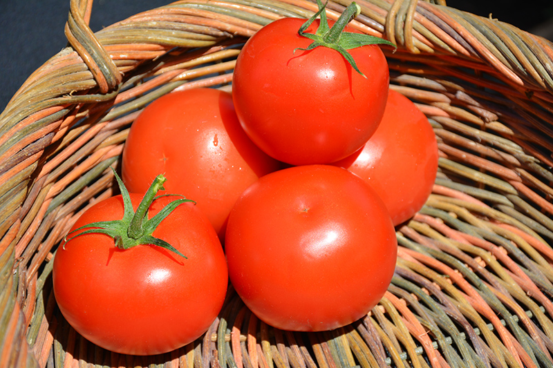 Celebrity Tomato (Solanum lycopersicum 'Celebrity') at Bedner's Farm & Greenhouse