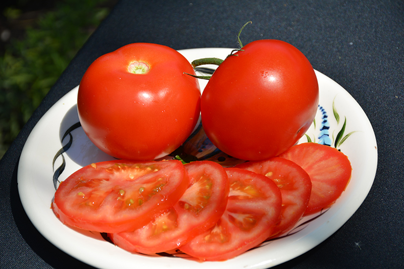 Burpee's Big Boy Tomato (Solanum lycopersicum 'Burpee's Big Boy') at Bedner's Farm & Greenhouse