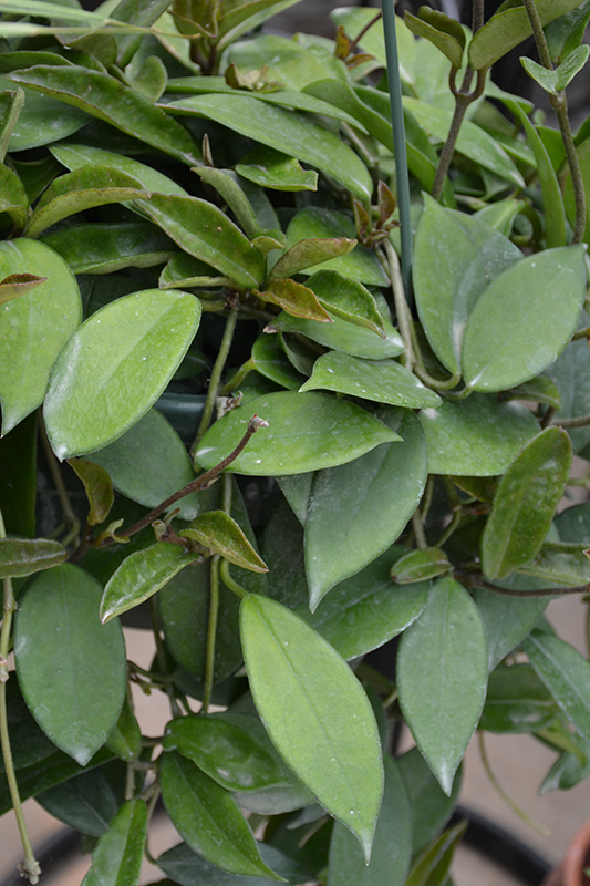 Wax Plant (Hoya bilobata) at Bedner's Farm & Greenhouse