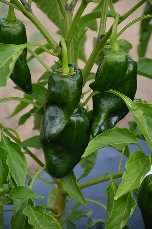 Poblano Pepper (Capsicum annuum 'Poblano') at Bedner's Farm & Greenhouse