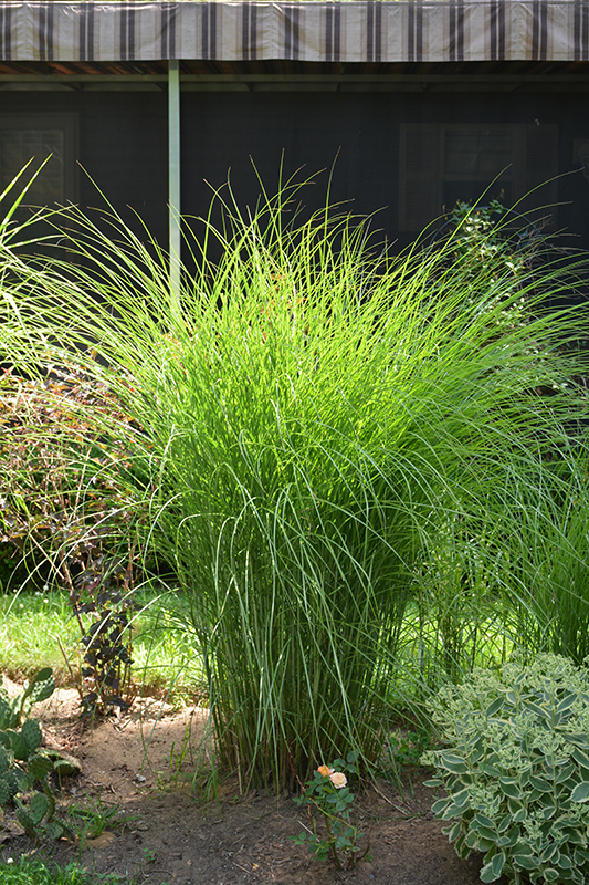 Gracillimus Maiden Grass (Miscanthus sinensis 'Gracillimus') at Bedner's Farm & Greenhouse