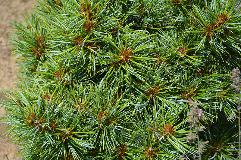 Blue Ball Korean Pine (Pinus koraiensis 'Blue Ball') at Bedner's Farm & Greenhouse