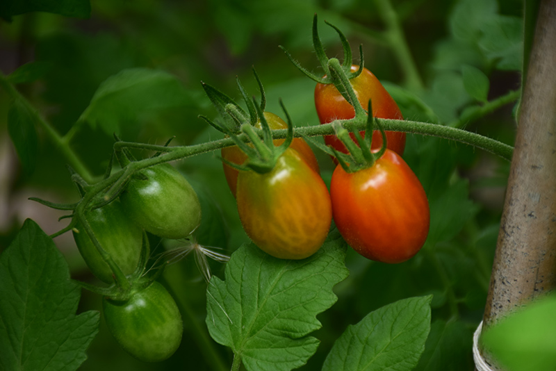 Sweet Million Tomato (Solanum lycopersicum 'Sweet Million') at Bedner's Farm & Greenhouse