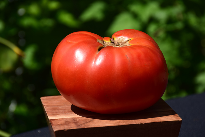 Brandywine Red Tomato (Solanum lycopersicum 'Brandywine Red') at Bedner's Farm & Greenhouse