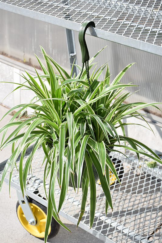 Variegated Spider Plant (Chlorophytum comosum 'Variegatum') at Bedner's Farm & Greenhouse