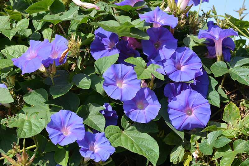 Heavenly Blue Morning Glory (Ipomoea tricolor 'Heavenly Blue') at Bedner's Farm & Greenhouse