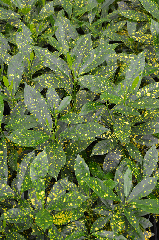 Gold Dust Variegated Croton (Codiaeum variegatum 'Gold Dust') at Bedner's Farm & Greenhouse