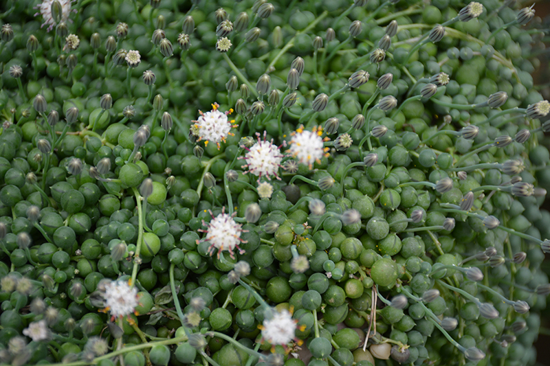 String Of Pearls (Senecio rowleyanus) at Bedner's Farm & Greenhouse