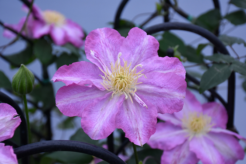 Asao Clematis (Clematis 'Asao') at Bedner's Farm & Greenhouse