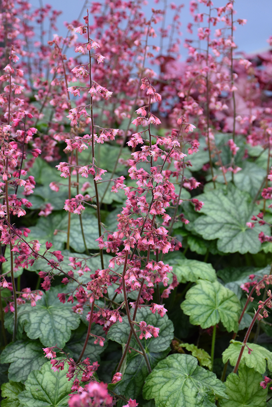 Berry Timeless Coral Bells (Heuchera 'Berry Timeless') at Bedner's Farm & Greenhouse