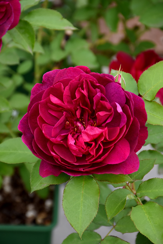 Darcey Bussell Rose (Rosa 'Darcey Bussell') at Bedner's Farm & Greenhouse